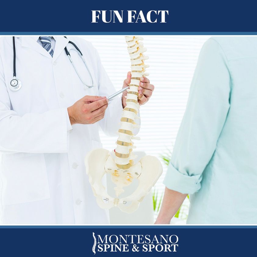You are currently viewing Fun Spine Fact