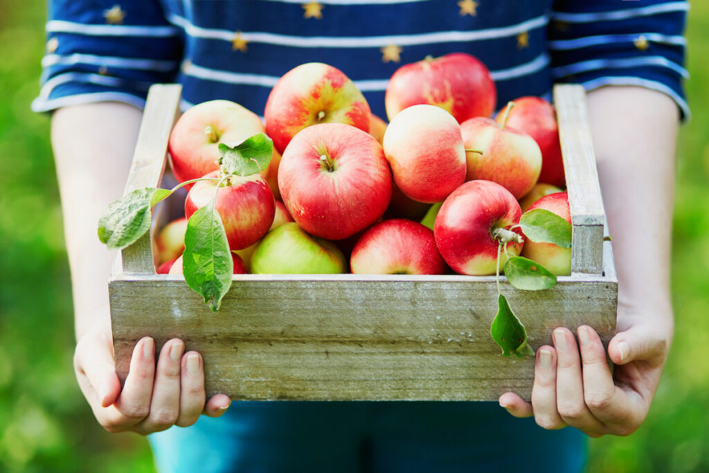 Apple and Pumpkin Picking Tips