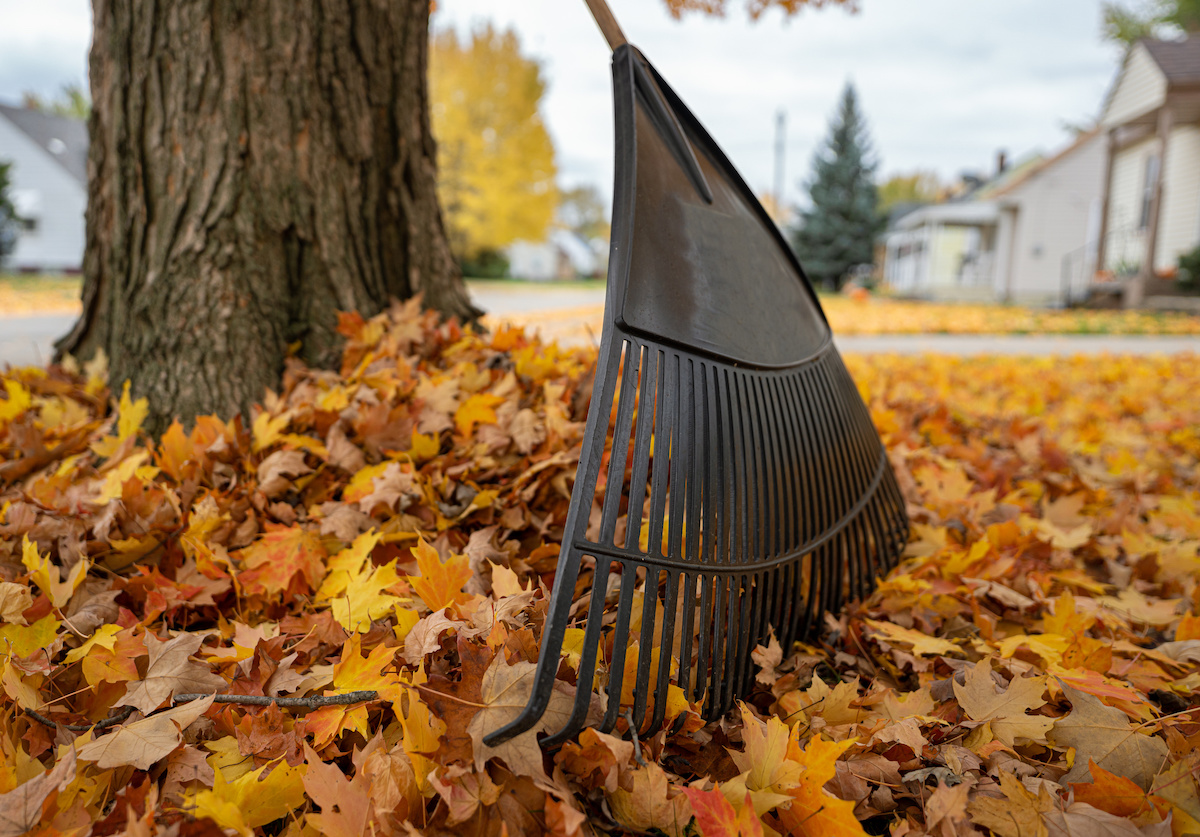 Read more about the article Avoiding Back Pain When Raking Your Leaves